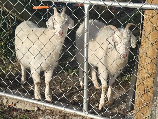 Goats